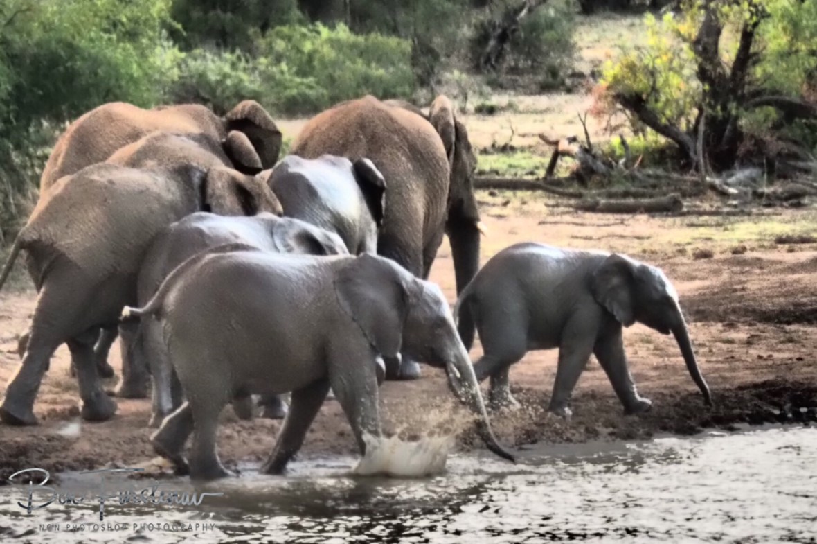 Elephant parade back in the bush, Pilansberg National Park 