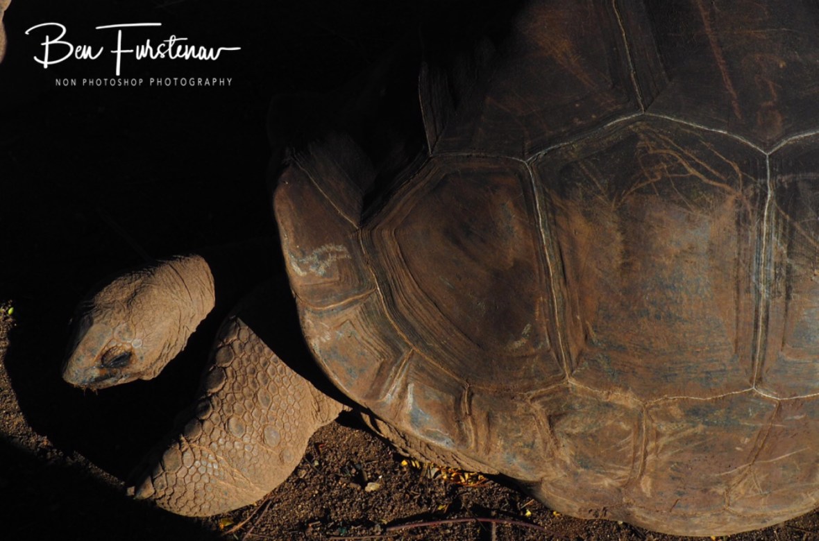 No one really knows how old these tortoise are, 7 coloured earth.