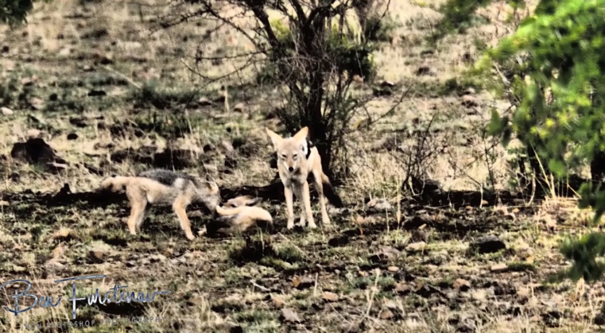 Jackal and Hyde, Pilansberg National Park