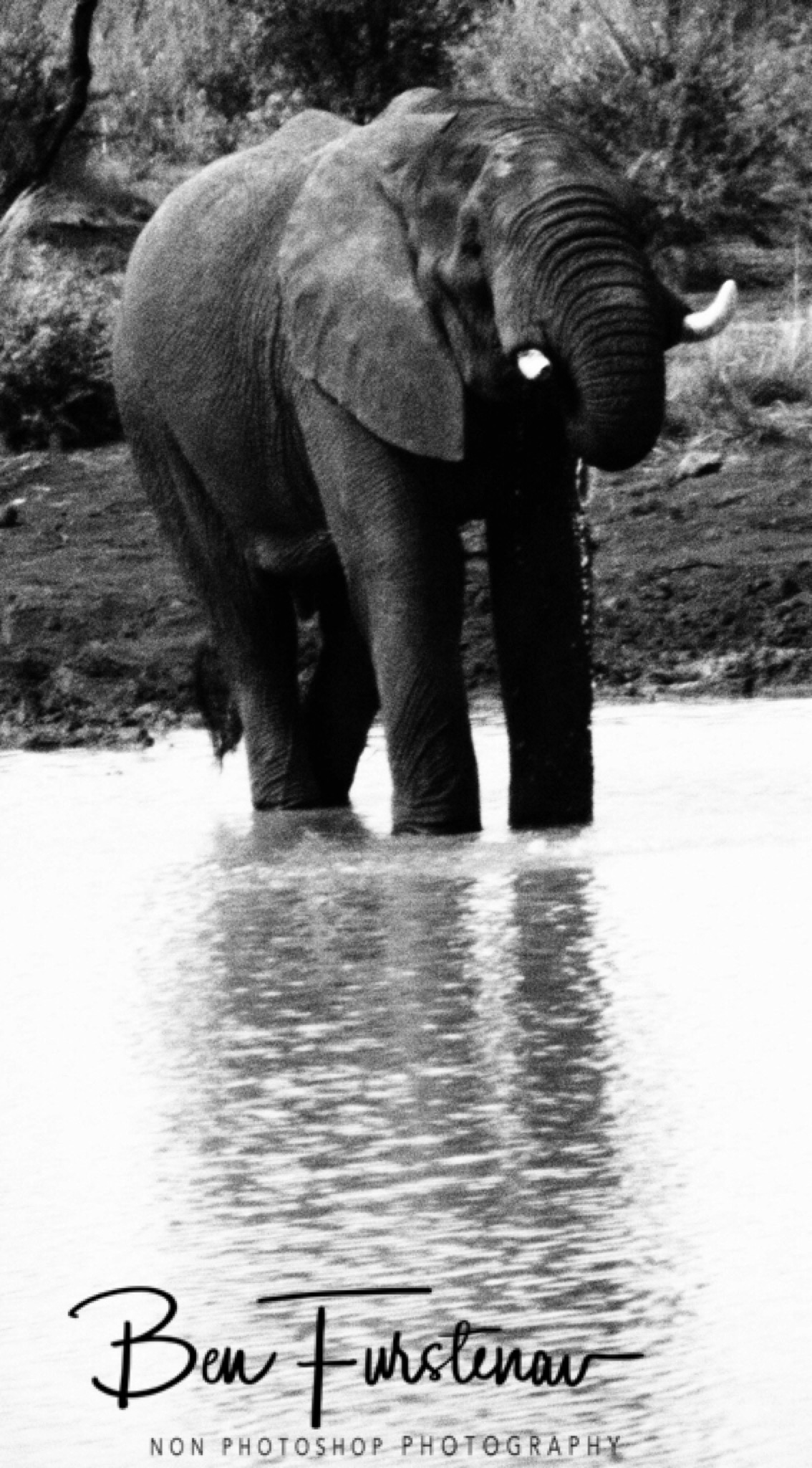 A lone and thirsty bull, Pilansberg National Park
