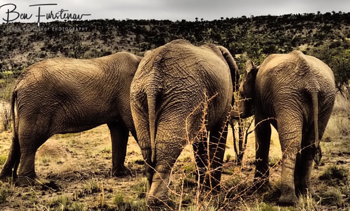 Three stooges? Pilansberg National Park