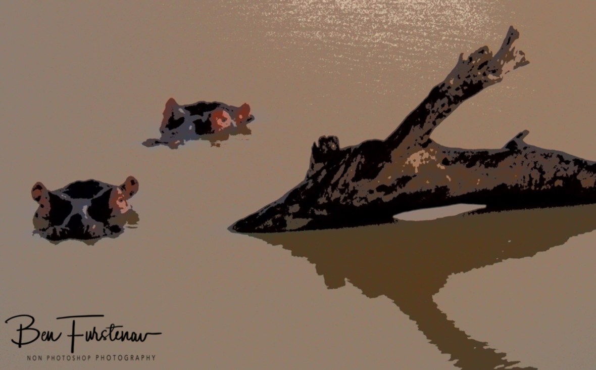 Hippo ballet at Pilansberg National Park