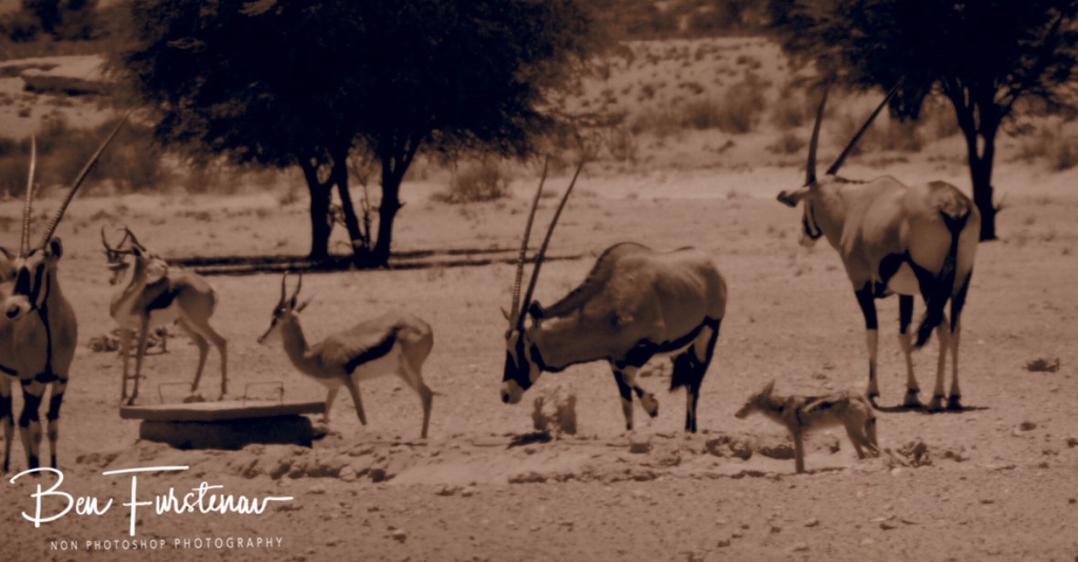 The spring of life, things can get a bit heated at Kgalagadi Transfrontier Park