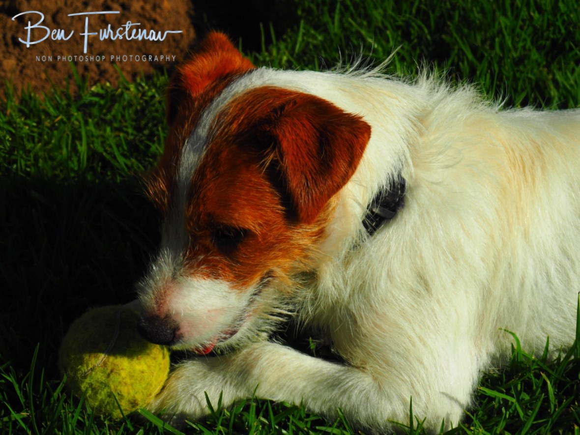 Puppy Thessa is still playful st heart, Maarmanshoek 