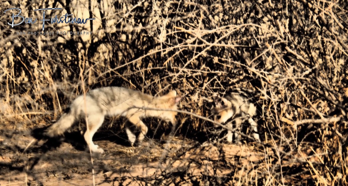 Cape fox puppies don’t wander far off their den, Kgalagadi Transfrontier Park