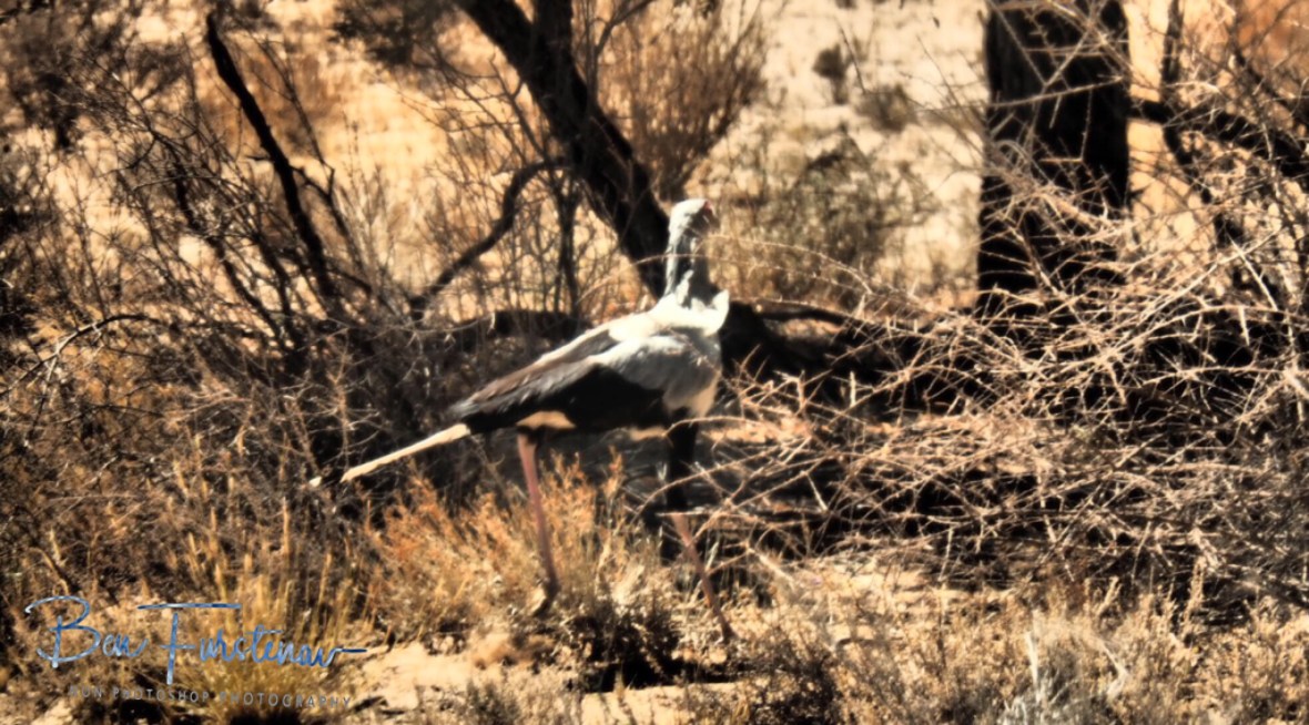 A secretary bird stalking the dru grass plains, Kgalagadi Transfrontier Park 
