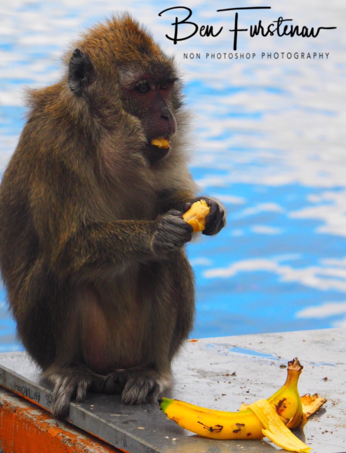 Monkey offerings at Grande Bassin.