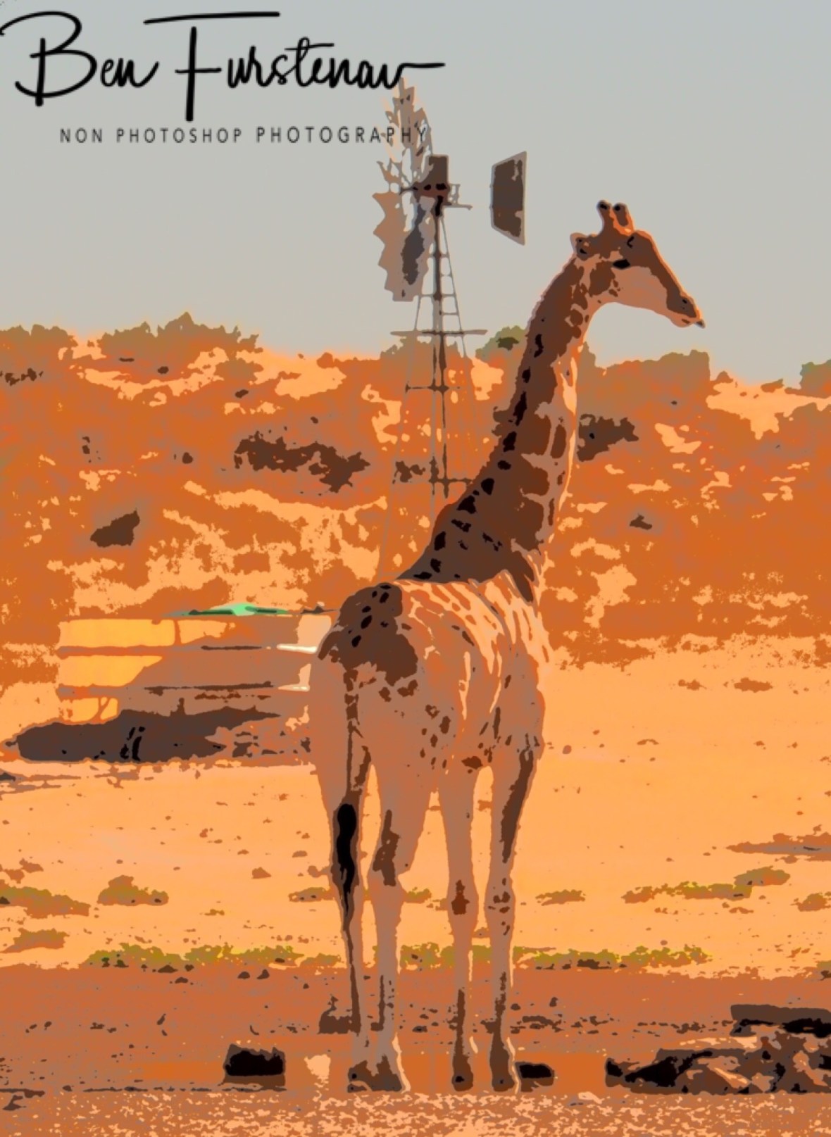 A giraffe on early morning patrol through Kgalagadi Transfrontier Park 