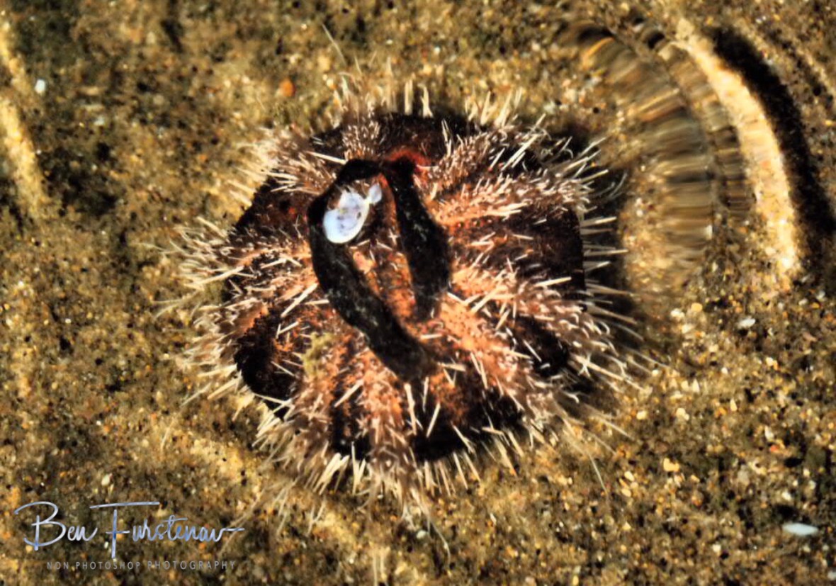 Spiky marinelife, Inhaca Island