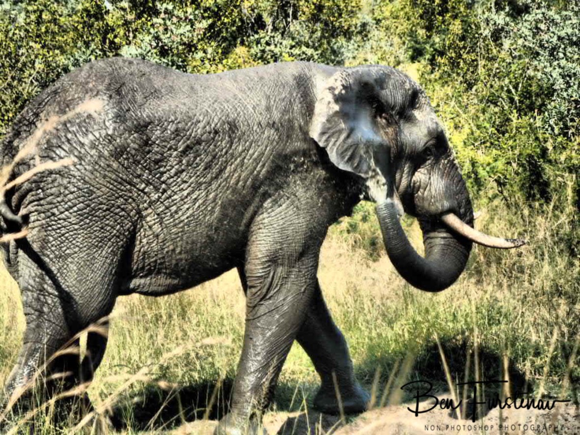 Elephant spa, Kruger National Park