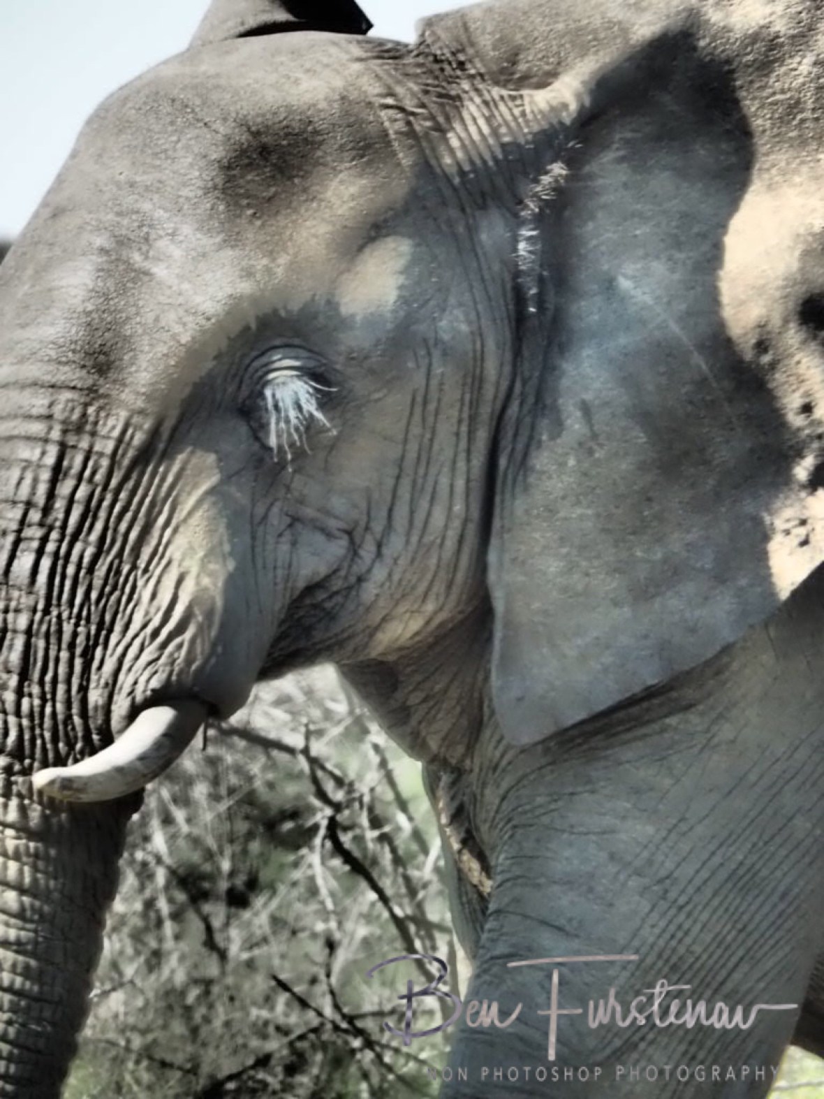 Elephant eyebrows extensions, Kruger National Park 