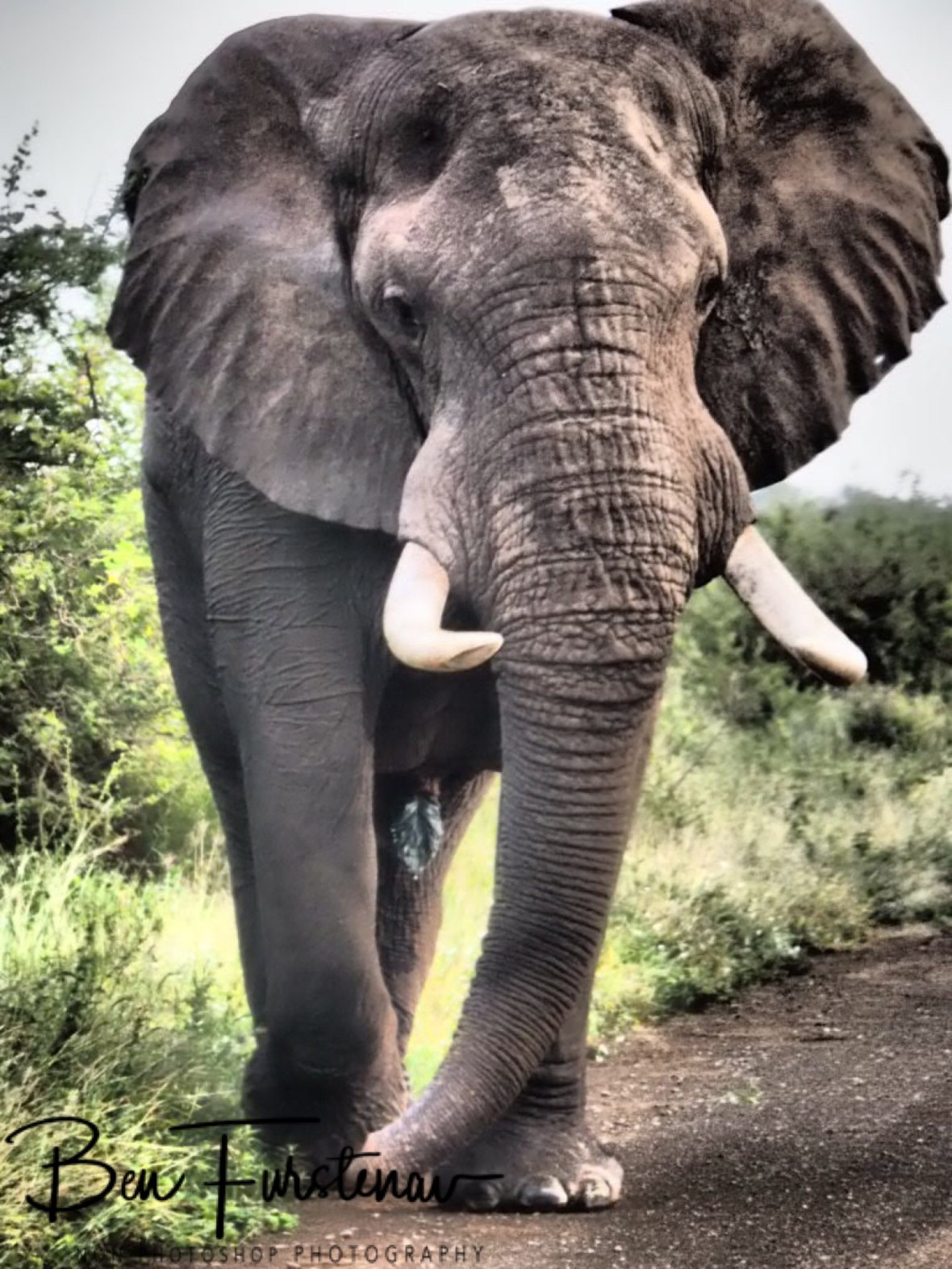 A colossal elephant bull, Kruger National Park 