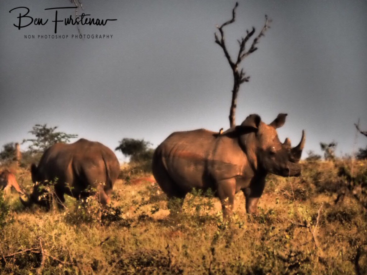 White rhino pair, Kruger National Park
