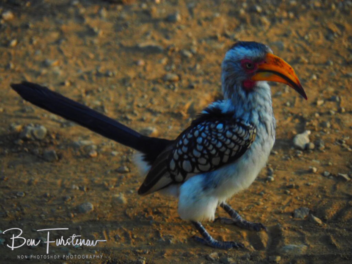 Grey Hornbill checking in, Kruger National Park