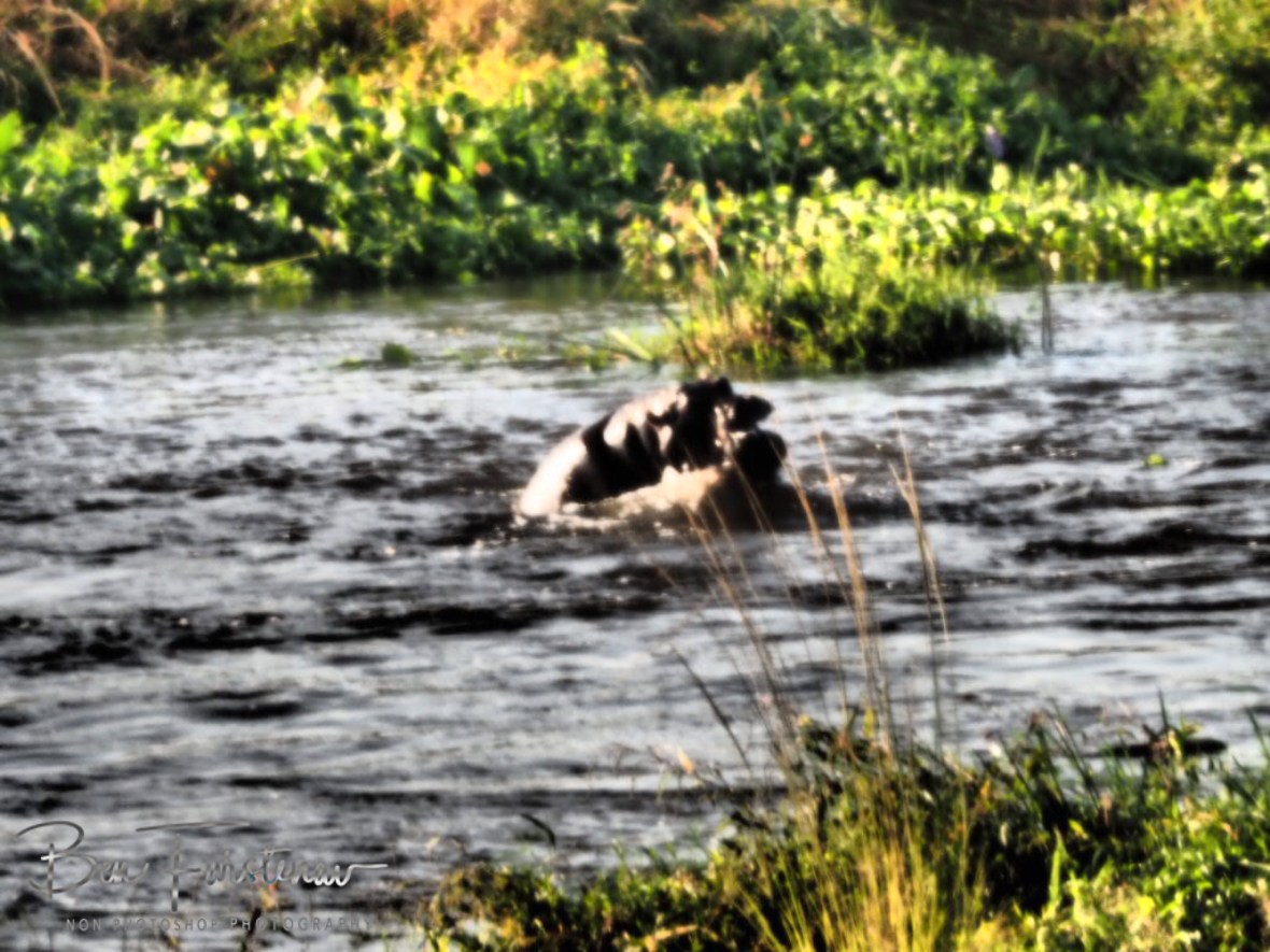 Hippo childplay, Kruger National Park 