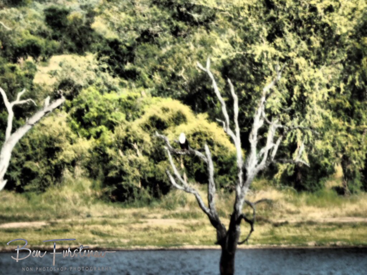 Fish Eagle nest, Kruger National Park 