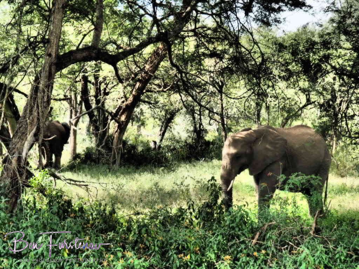 Grazing along acacias, Kruger National Park 