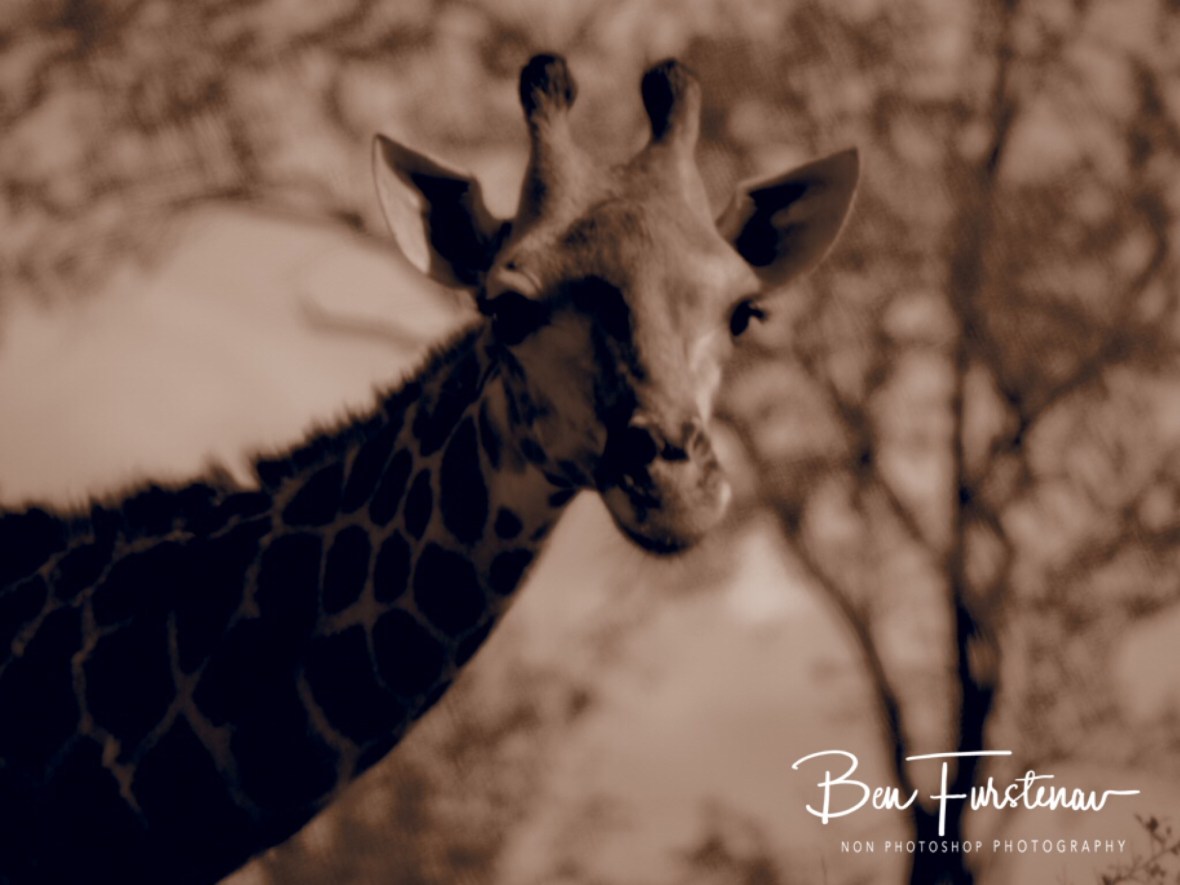 Giraffe in sepia, Kruger National Park 