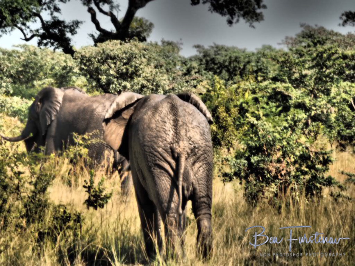 Happy and muddy elephants, Kruger National Park