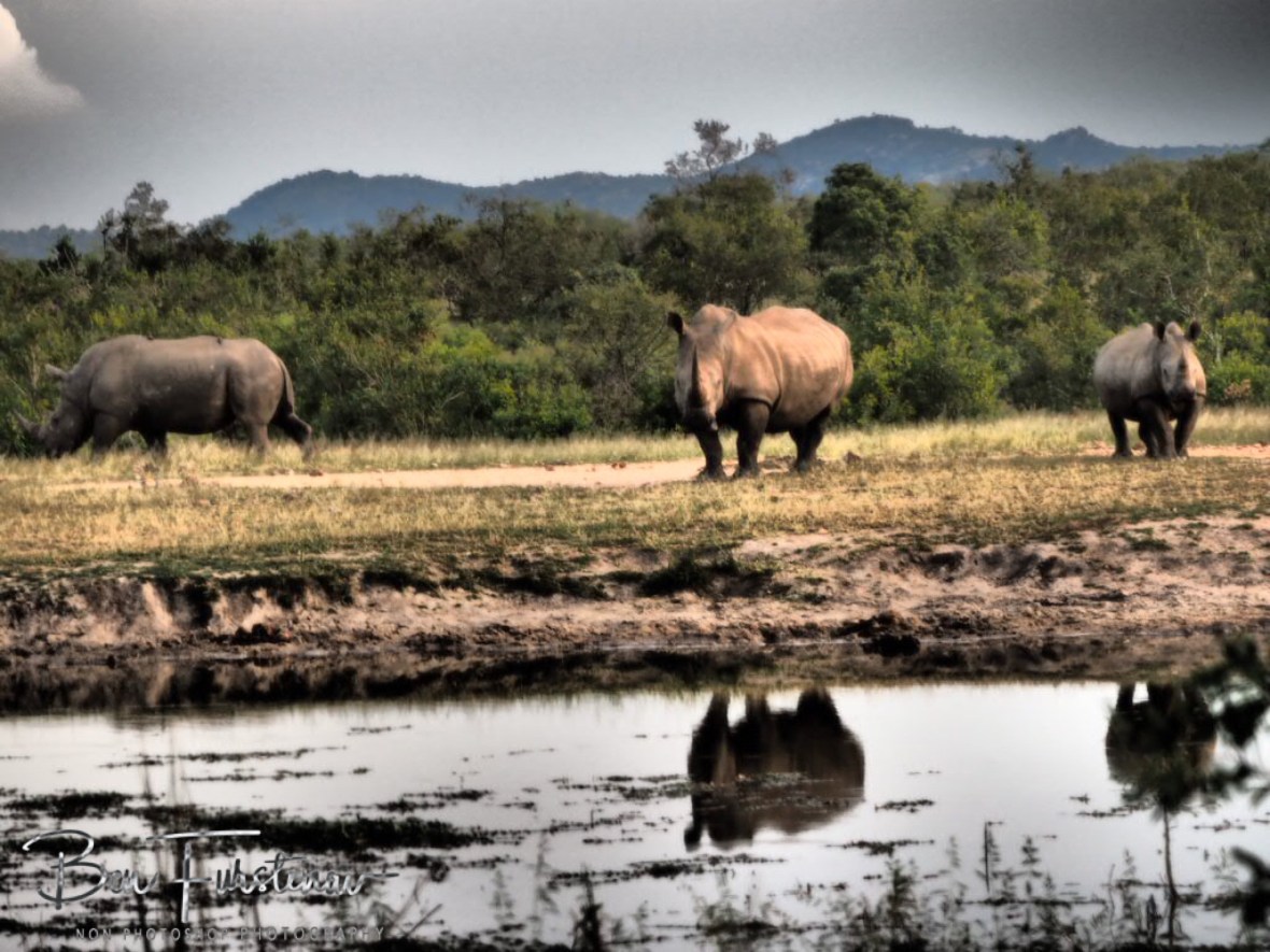Happy rhino family, Kruger National Park 
