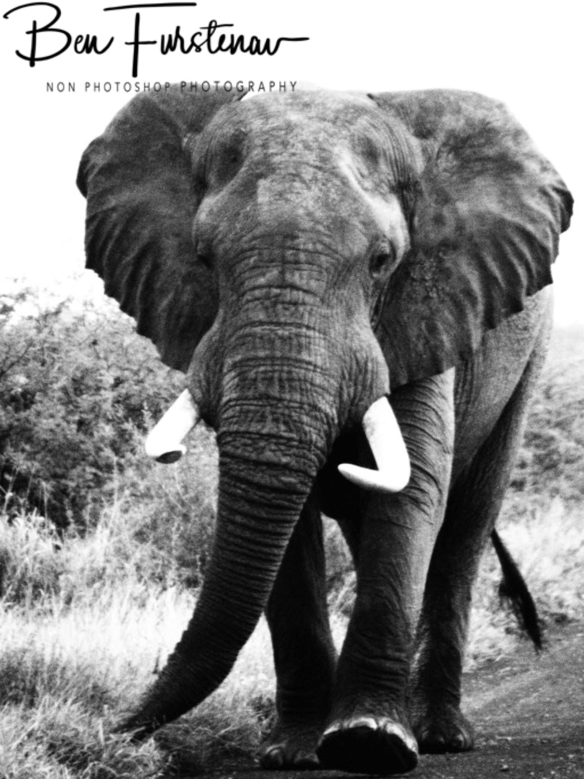 Slightly agitated, Kruger National Park 
