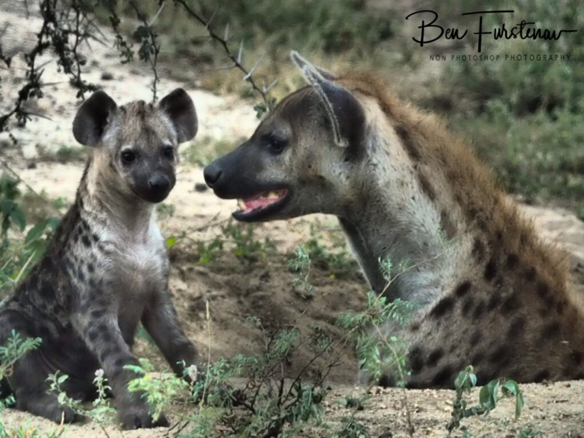 Mom and puppy hyena, Kruger National Park 