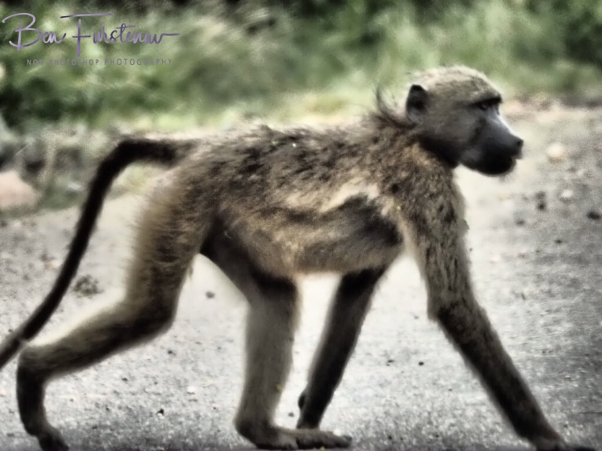No monkey business here, Kruger National Park 