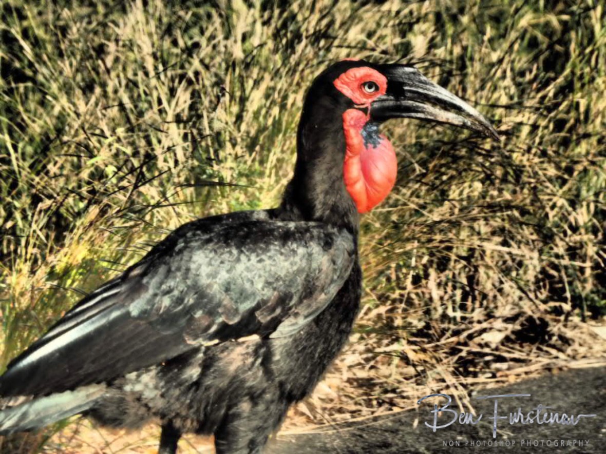 A rare Ground Hornbill, Kruger National Park