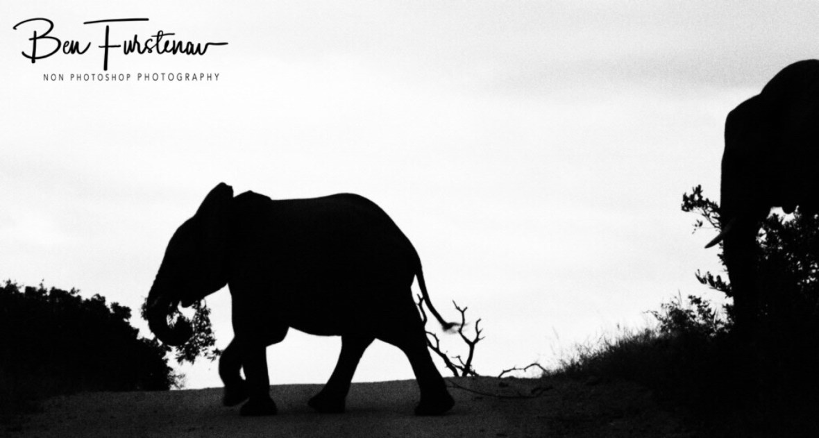 I really like these elephant shadows,  Kruger National Park 