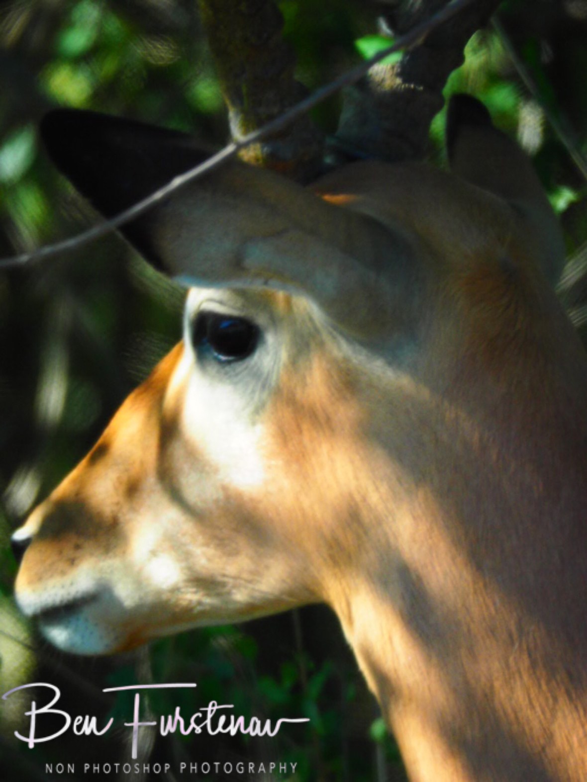 Impala closeup, Kruger National Park 