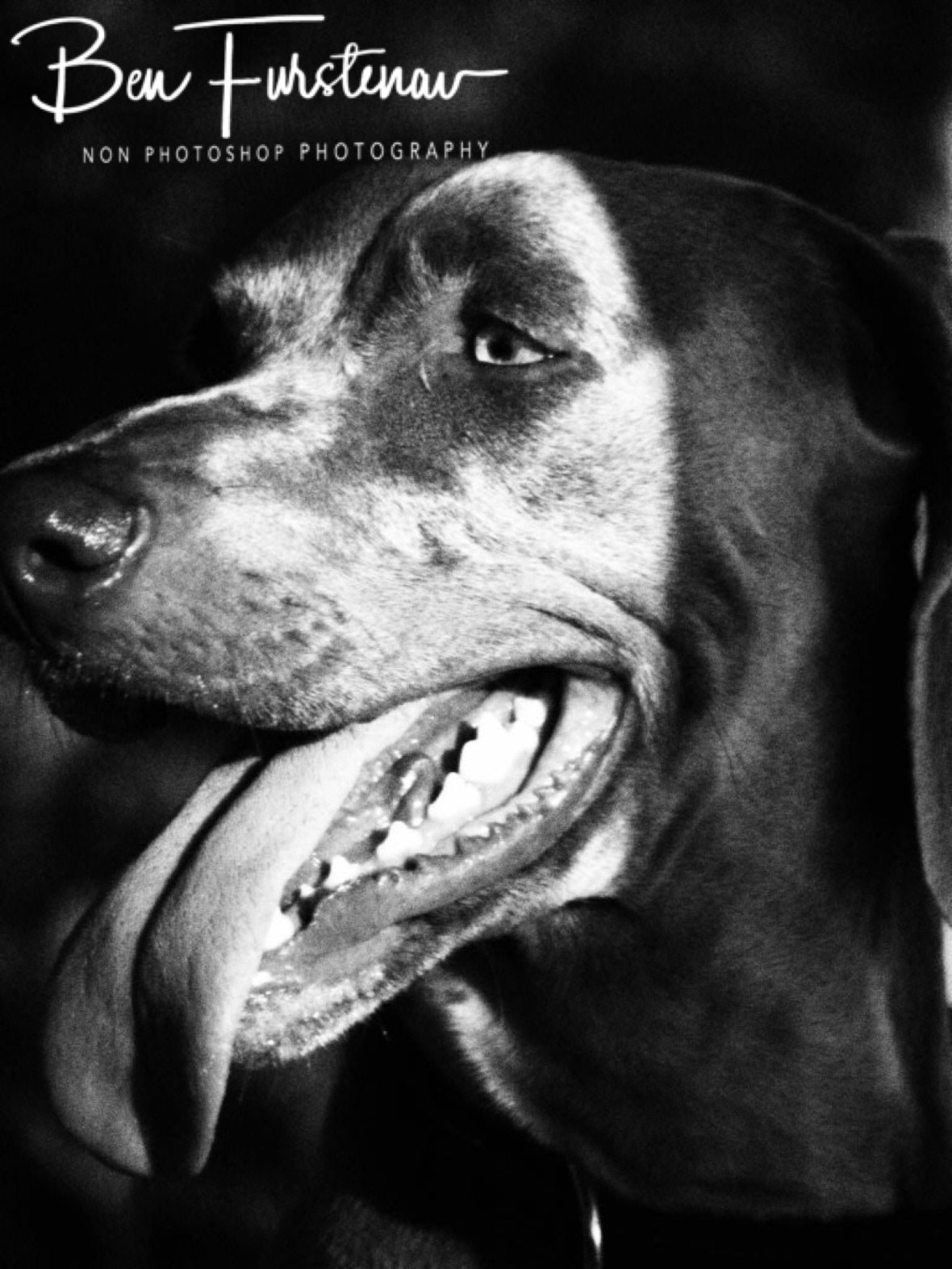 Restless Weimaraner Anouk, Machangulo Peninsula