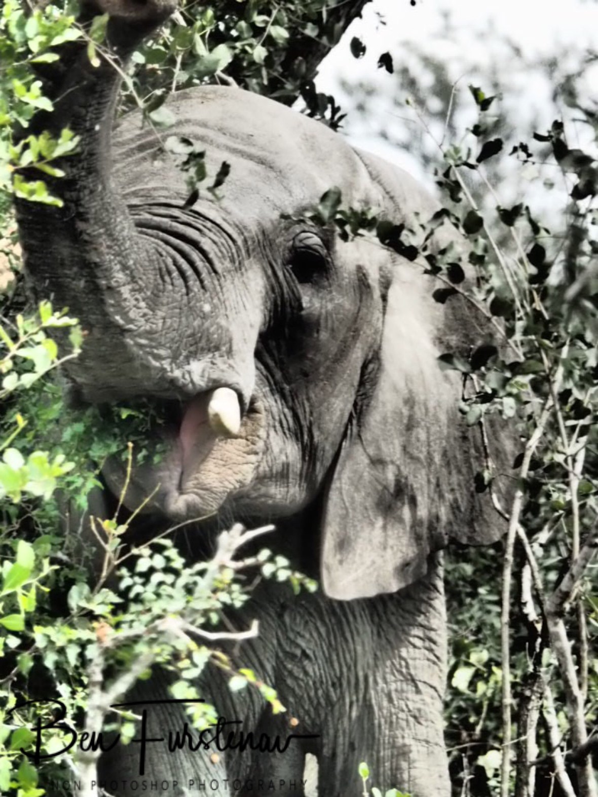 Elephant lunch, Kruger National Park 