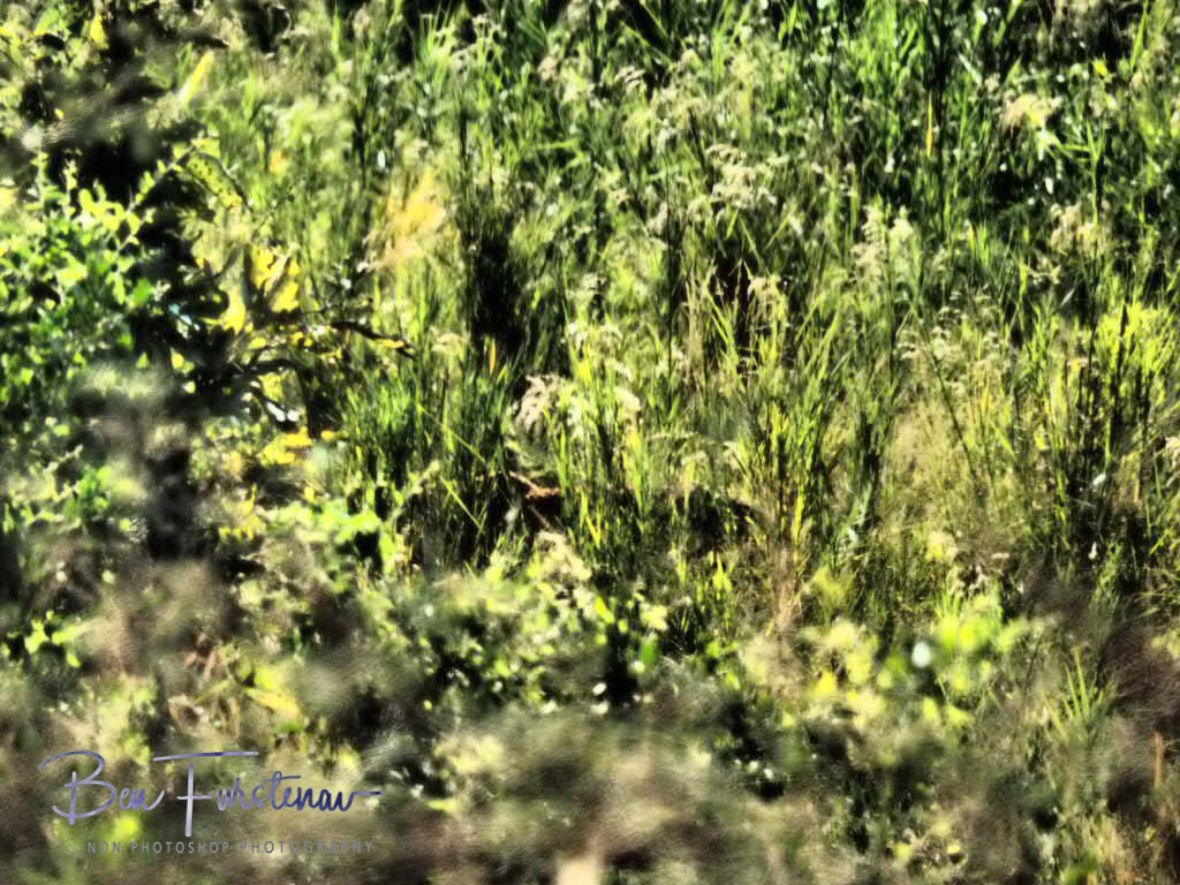 Spot the leopard part two, Kruger National Park