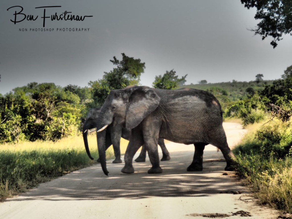 Elephant crossing, Kruger National Park