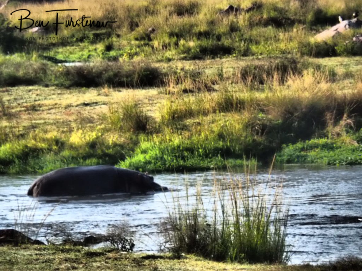 Watchful hippo mom, Kruger National Park 