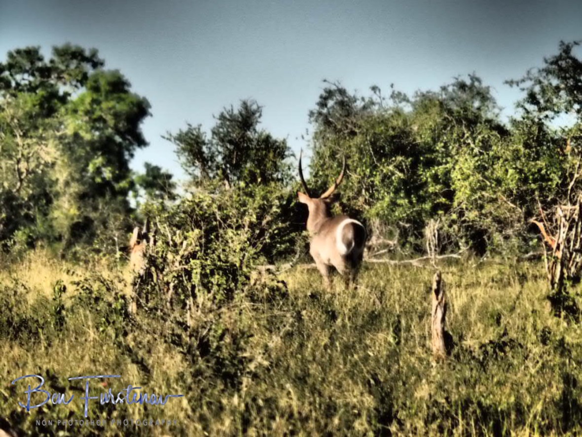Waterbuck catwalk, Kruger National Park 
