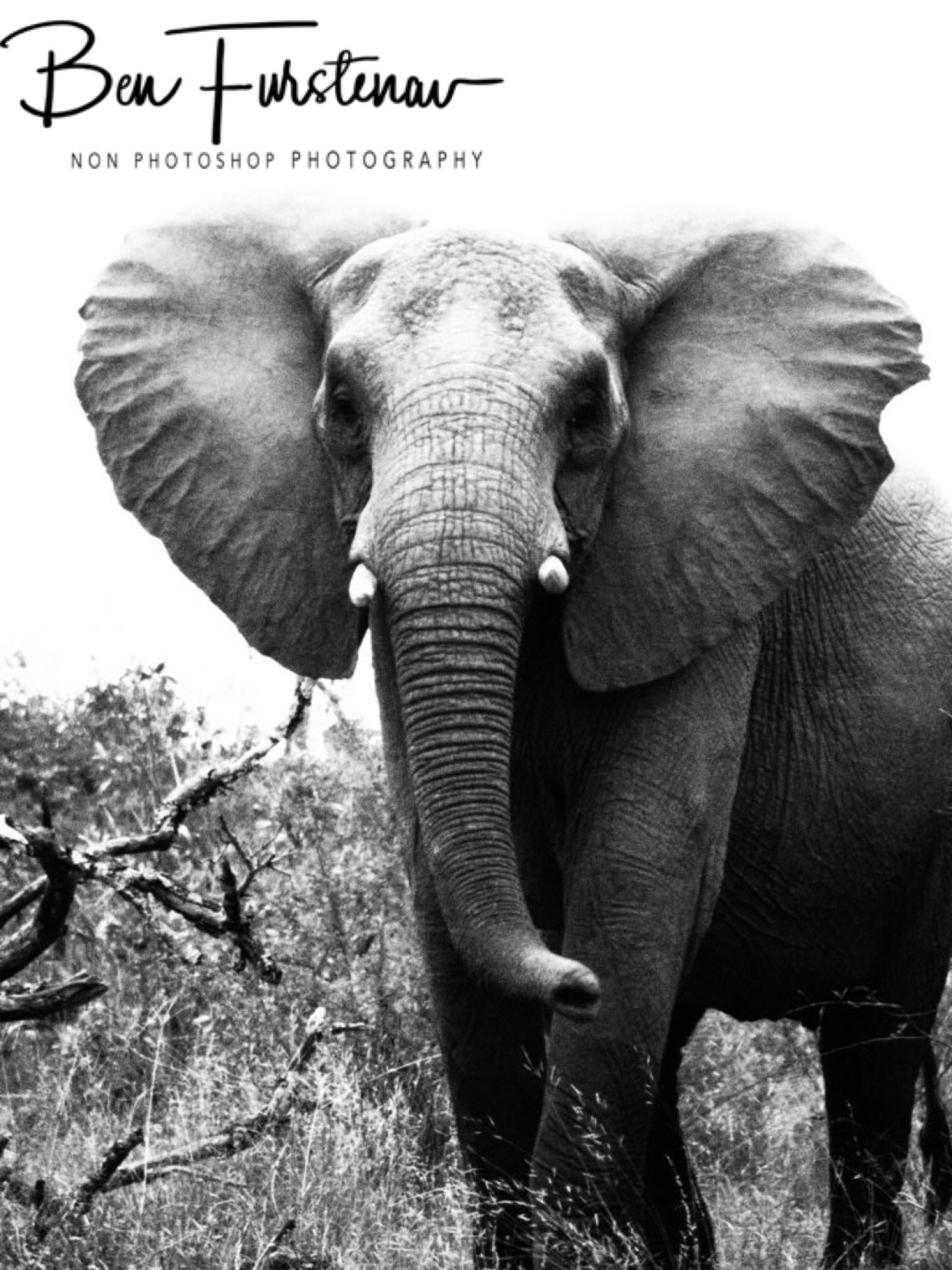 The safety scout, Kruger National Park