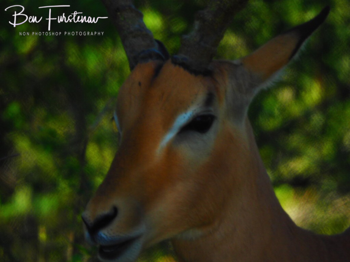 Impala buck in heat, Kruger National Park 