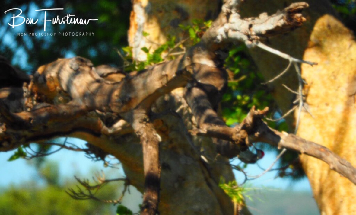 Cardinals woodpecker woodpecking, Kruger National Park