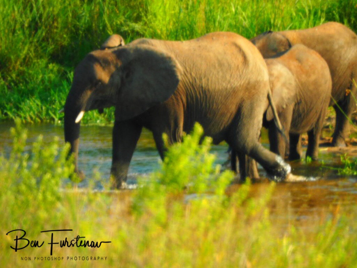 Elephants crossing low level Crocodile River, Kruger National Park