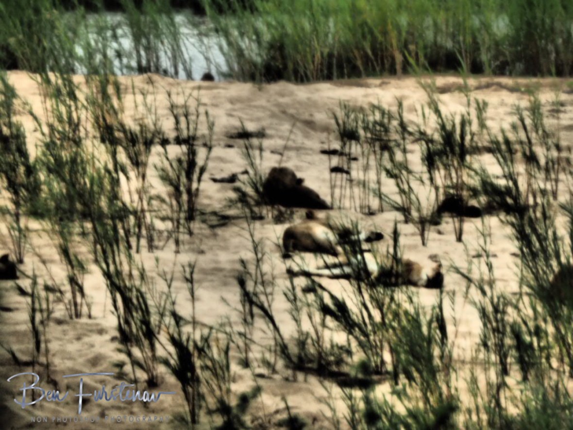 Lion around at their best, Kruger National Park 