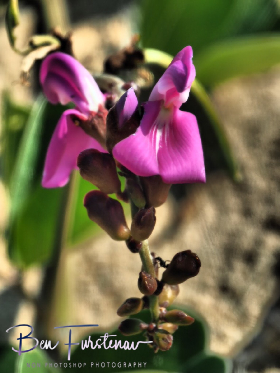 Beach flower, Inhaca Island