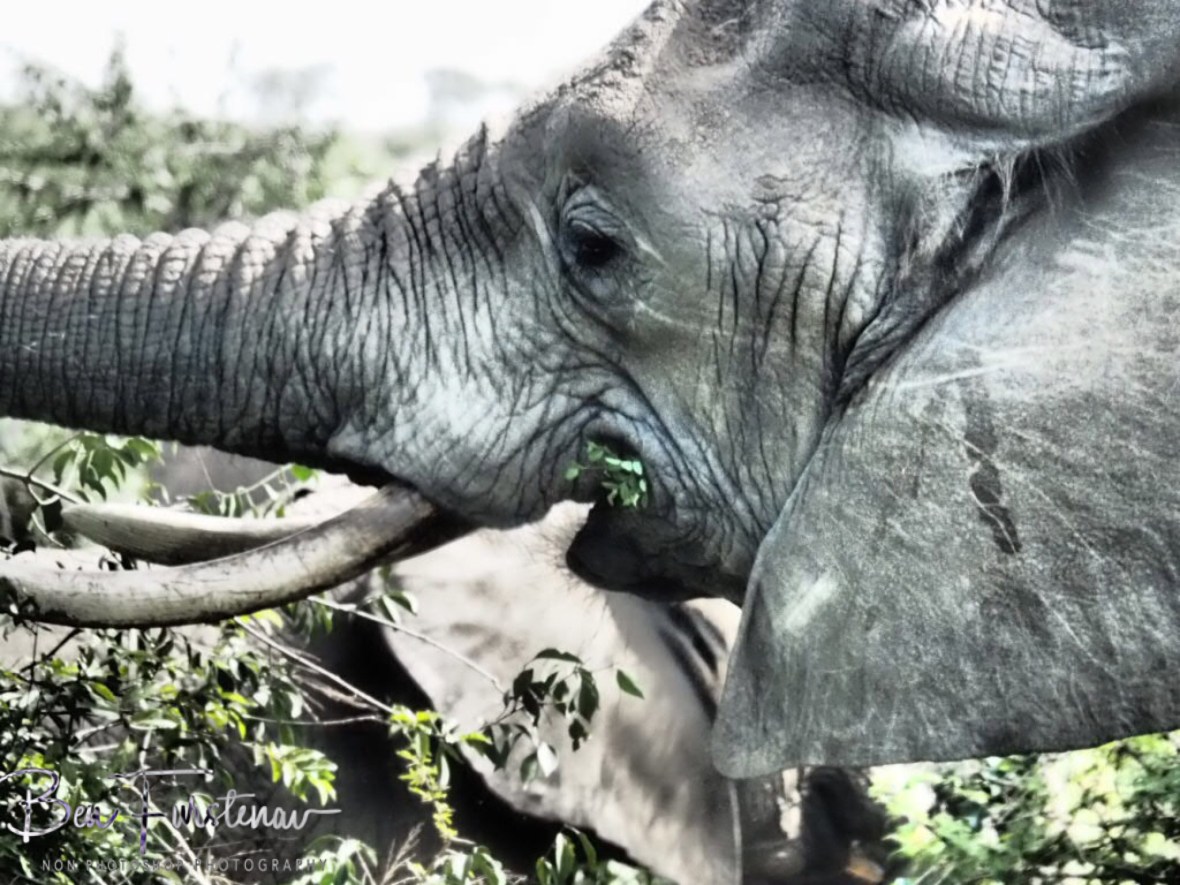 Elephants eat all day long, Kruger National Park 
