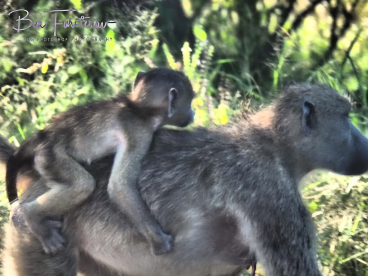 Monkey ride, Kruger National Park