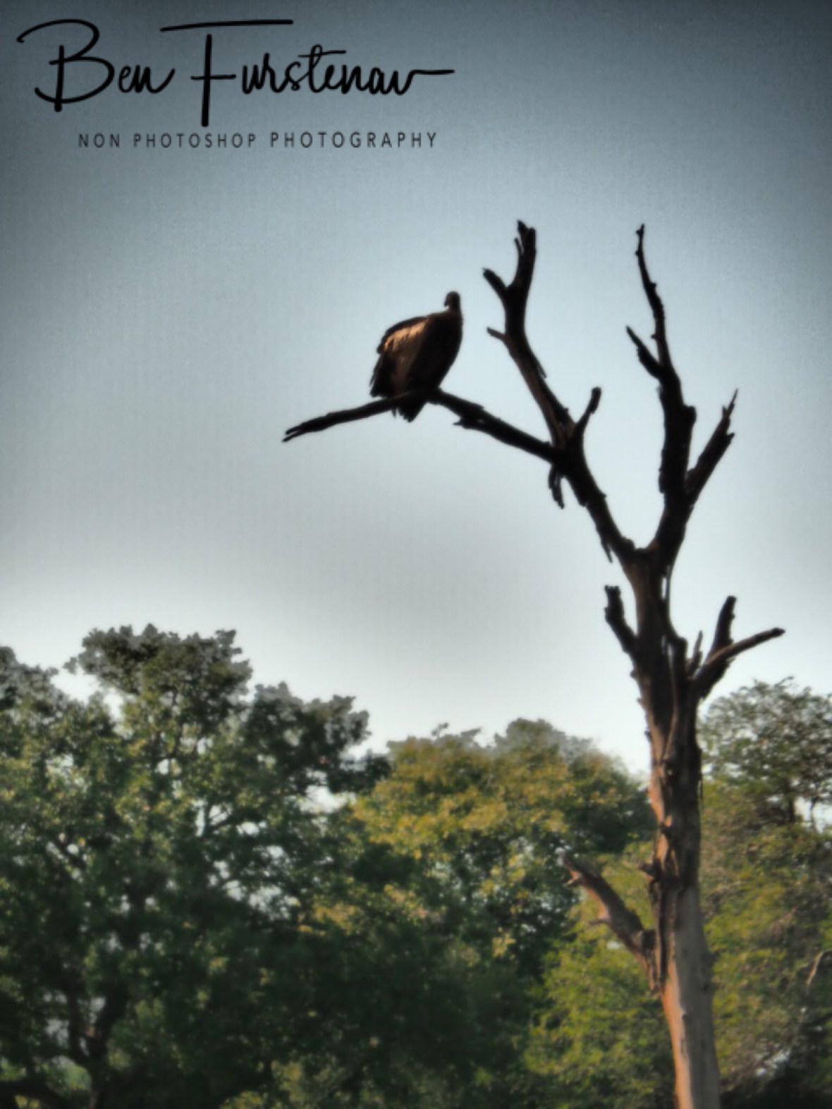 Vultures lookout, Kruger National Park 