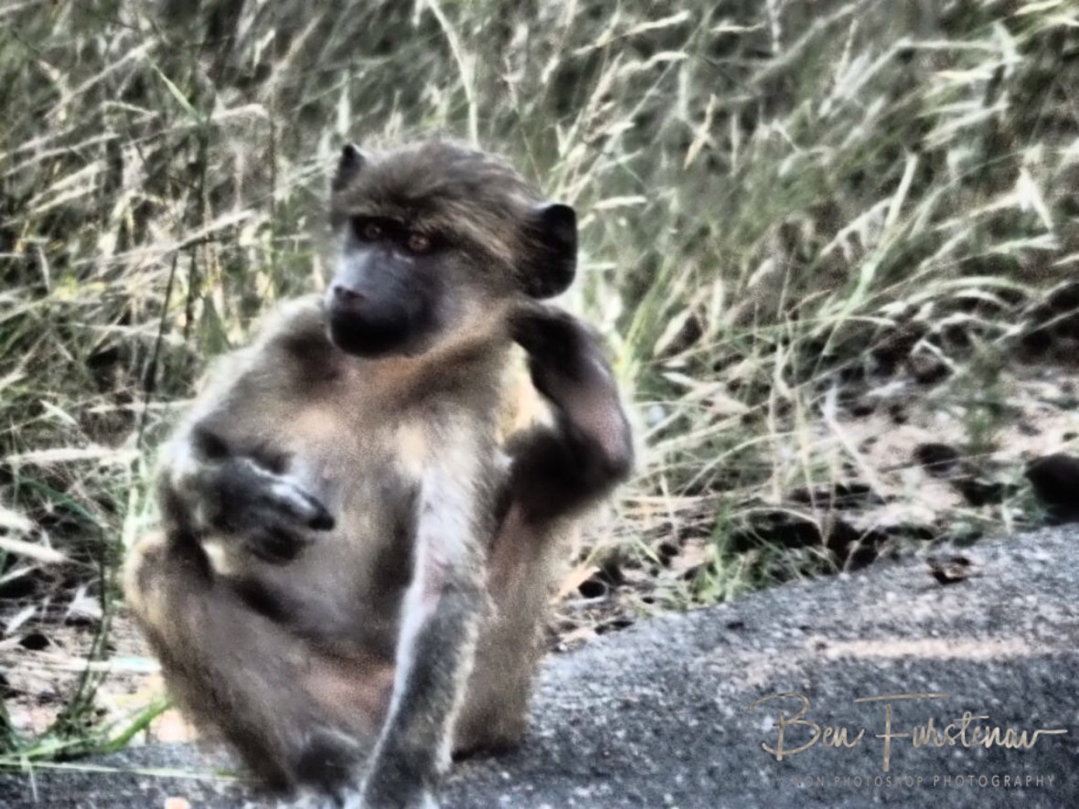 Scratching that itch, Kruger National Park 