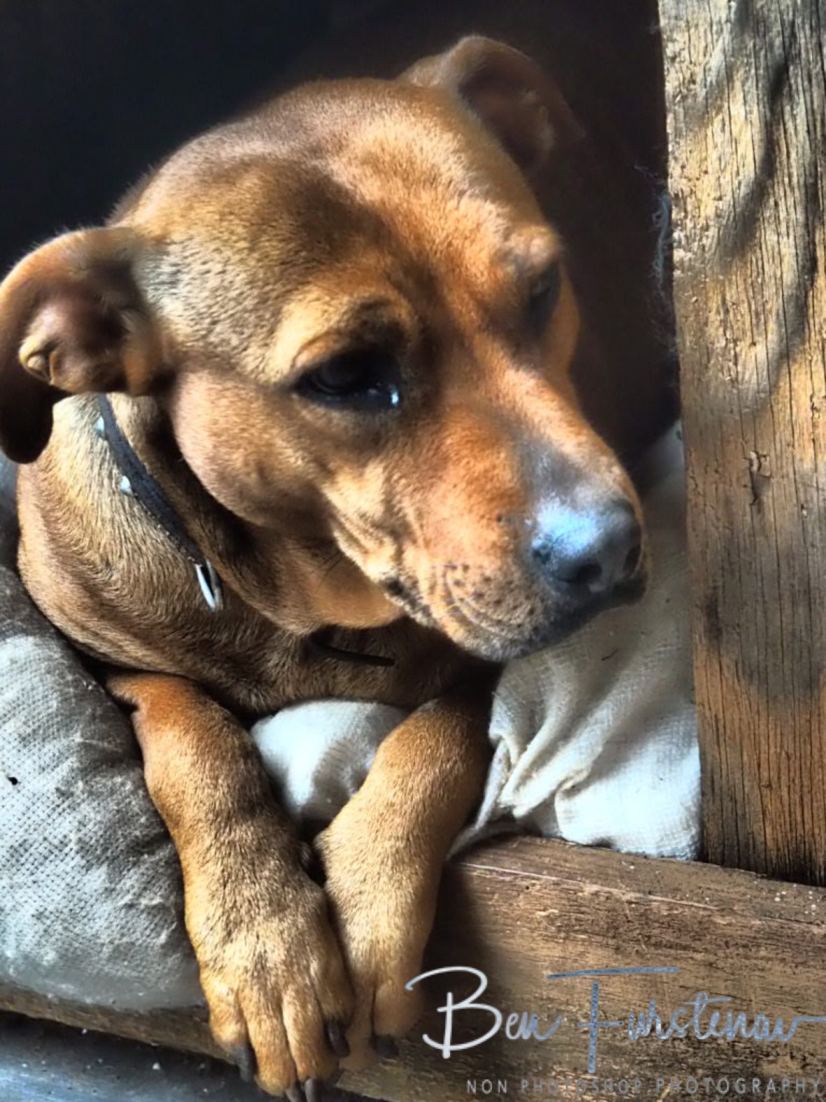 Bitzer lady Poppy in her home, so cute.  Sabie 