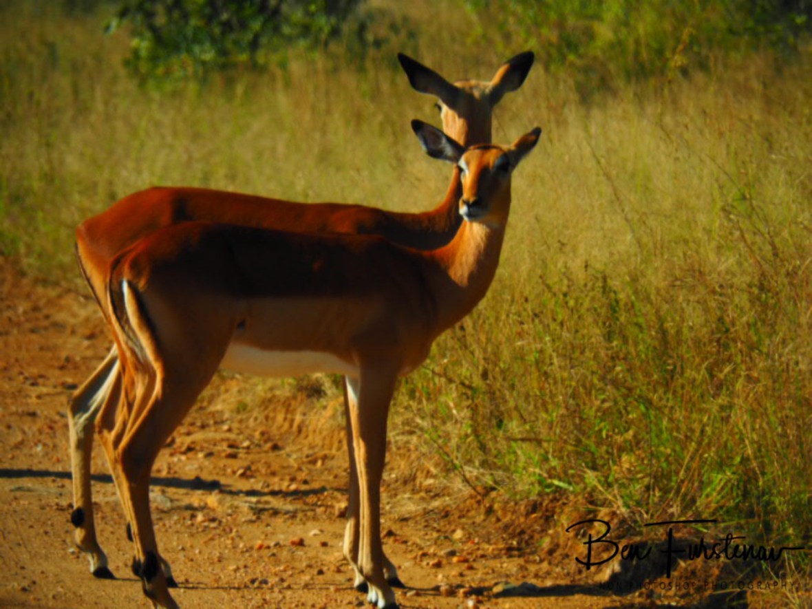 Impala synchronised catwalking, Kruger National Park 