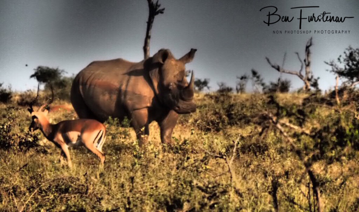 Keeping an eye out for the impala, Kruger National Park