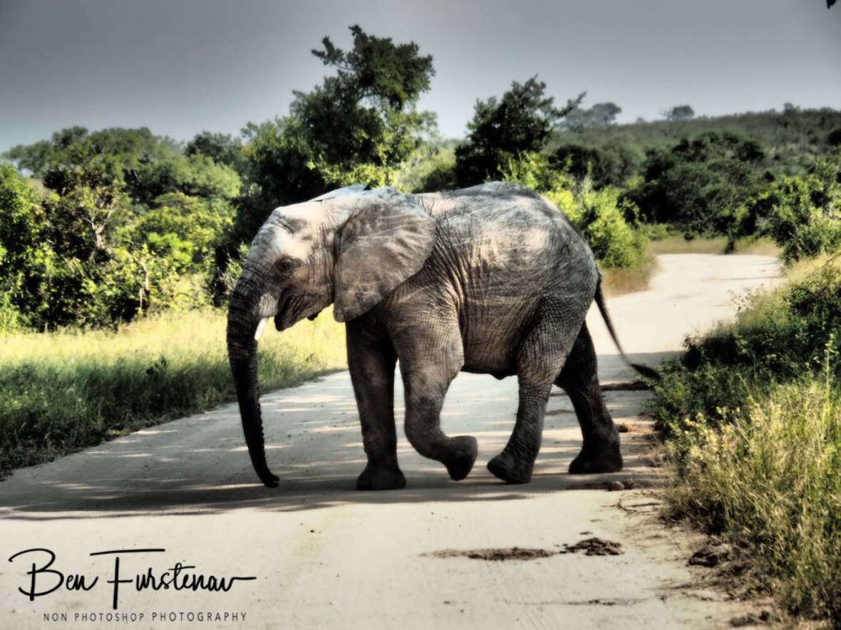 Youngster not far behind, Kruger National Park